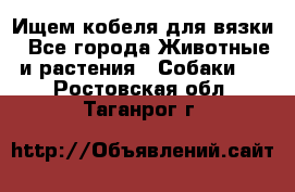 Ищем кобеля для вязки - Все города Животные и растения » Собаки   . Ростовская обл.,Таганрог г.